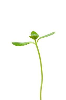 Genç yeşil filiz izole edilmiş