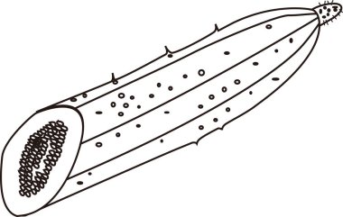 Salatalığın el çizimi çizimi çizimi