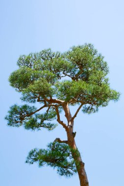 Nara Parkı, Japonya, Çam Ormanı