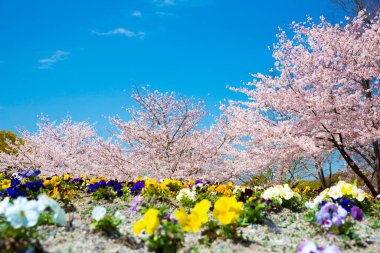 Bahçedeki güzel çiçekler