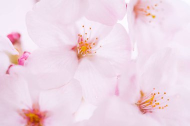 Kiraz çiçekleri, yaklaşın. 