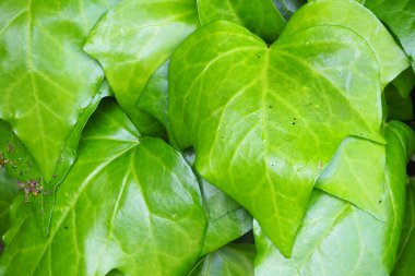 Bahçedeki yeşil yaprakların yakın görüntüsü.   