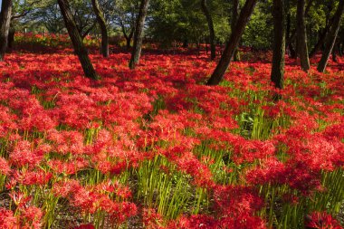 Japonya 'da çiçek açan amiral kümesi.