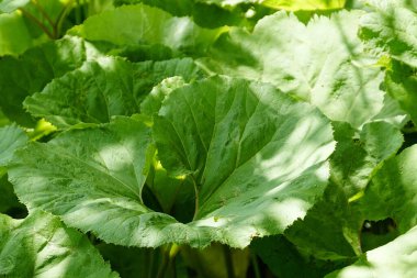 Bahçedeki lahana yaprakları 