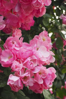 Bahçedeki güzel güller doğa arka planında