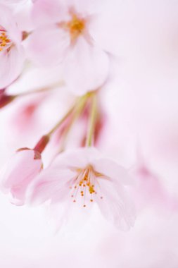 pembe kiraz çiçekleri yakın çekim