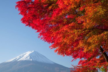 Fuji Dağı 'nın manzarası ve kırmızı sonbahar ağacı 