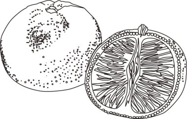 Beyaz arkaplanda doğrusal portakal meyvesi çizimi.