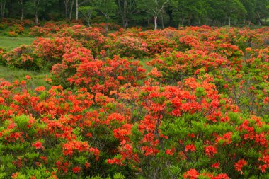 Ormanda güzel çiçekler