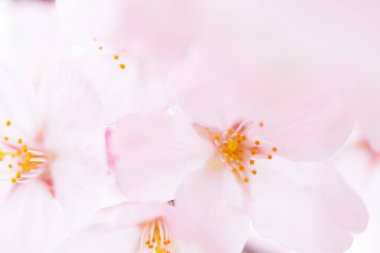 Pembe kiraz çiçeği, sakura çiçekler