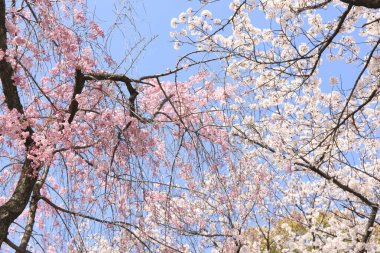 Japonya 'da kiraz çiçekleri, Tokyo