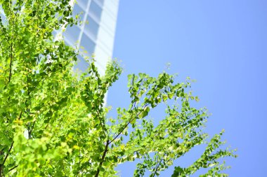 Mavi gökyüzünün arka planında ağaç dalları var. yüksek kaliteli fotoğraf
