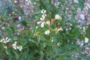 Bahçede yeşil yaprakları ve tomurcukları olan beyaz çiçek.
