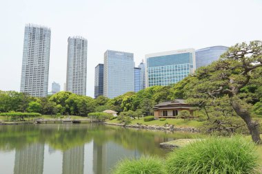 Tokyo, Japonya 'daki Hama-rikyu bahçeleri.