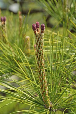 Ormanda çam kozalağı