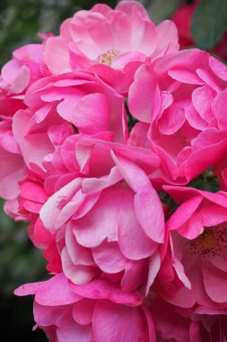 Bahçedeki güzel güller doğa arka planında