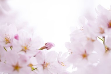 Güzel çiçek açan kiraz çiçeklerinin yakın görüntüsü