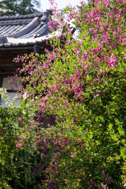 Eski bir Japon tapınağında sakin bir manzara.