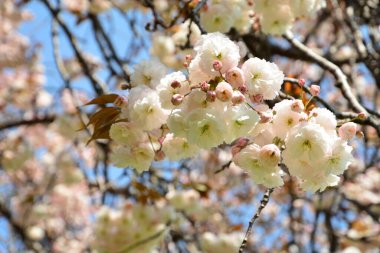 Ağaçtaki güzel sakura çiçekleri
