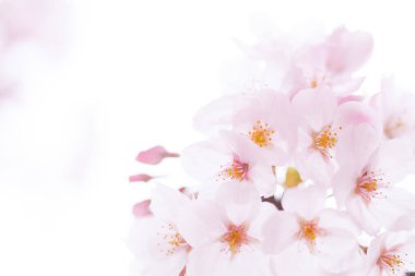 Pembe kiraz çiçeği, sakura çiçekler