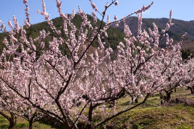 Japonya 'da baharda parkta güzel sakura çiçeklerinin manzarası.