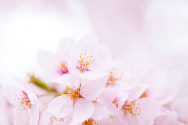 Pembe kiraz çiçeği, sakura çiçekler