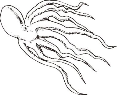 Ahtapotun siyah beyaz çizimi