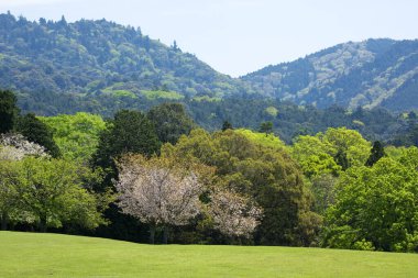 Yeşil ağaçlı Japon dağı 
