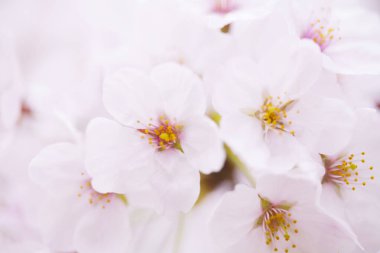 Güzel çiçek açan kiraz çiçeklerinin yakın görüntüsü