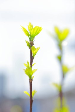 Arkaplanı bulanık yeşil bahar yaprakları