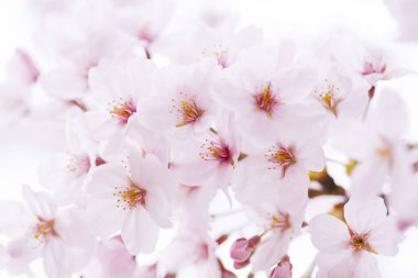 Güzel bahar pembe sakura çiçekleri 