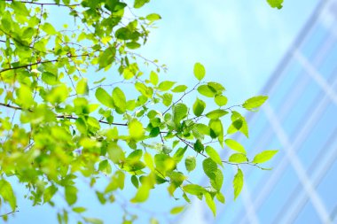 Mavi gökyüzü arkaplanındaki ağaç dalı