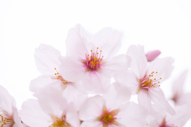 Güzel çiçek açan kiraz çiçeklerinin yakın görüntüsü