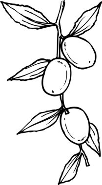 Dal ana hatları üzerinde zeytin çizimi, gıda konsepti
