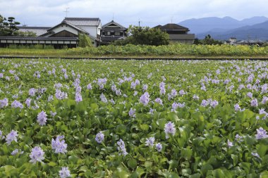 Japonya 'da kiraz çiçekleri, Japonya.
