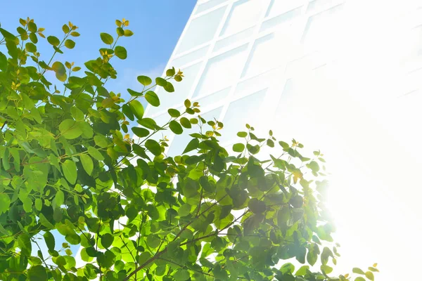 Ağaçtaki yapraklar