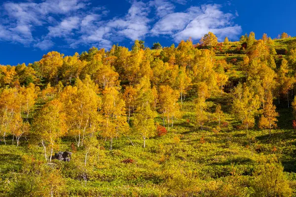 Árvores Plantas Coloridas Outumnally Nas Montanhas — Fotografia de Stock
