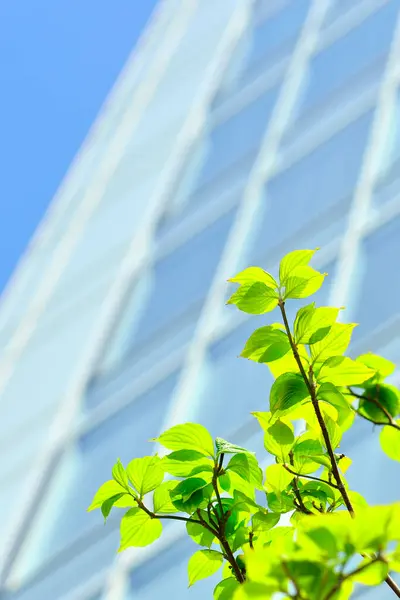 Bahçede yeşil yapraklar