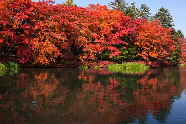 Πολύχρωμα Φύλλα Πέφτουν Μια Λίμνη Την Εποχή Του Φθινοπώρου — Φωτογραφία Αρχείου