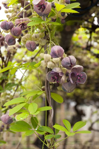 美しい花 クローズアップビュー 自然の概念 — ストック写真