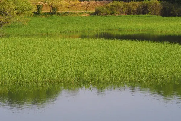 Wet Green Rice Field Reflection Water Paddy Field — Stock Photo, Image
