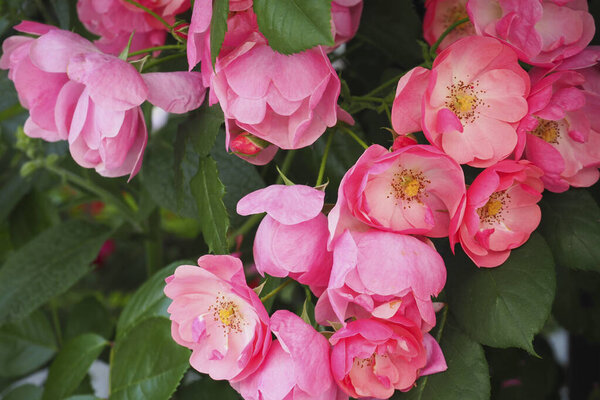 красивые розы в саду на фоне природы