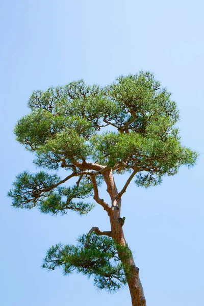 Nara Parkı, Japonya, Çam Ormanı