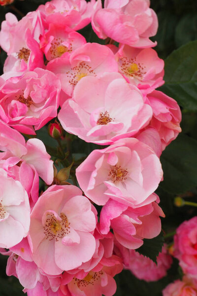 красивые розы в саду на фоне природы