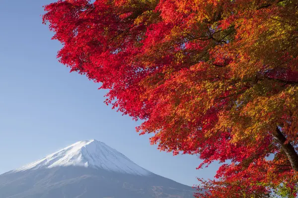 Fuji Dağı 'nın manzarası ve kırmızı sonbahar ağacı 