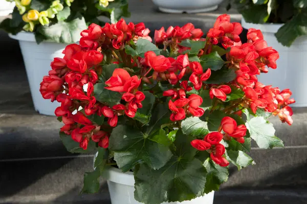a closeup of red geranium flowers in pots