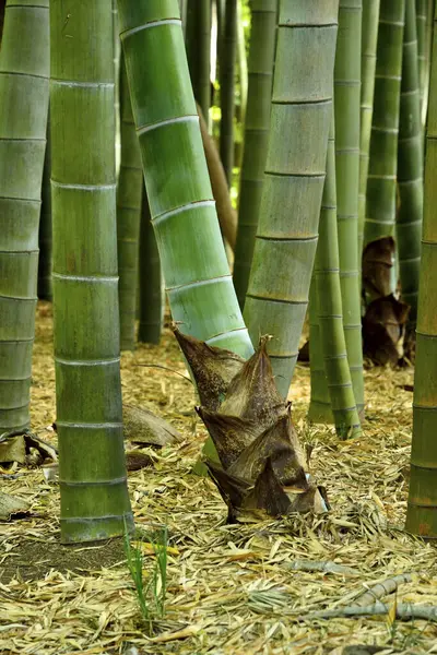 Bambou Dans Parc — Photo