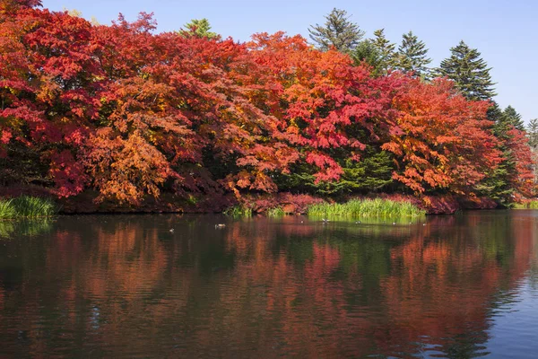 Красивый Осенний Пейзаж Красочными Деревьями Осенний Сезон Стоковая Картинка