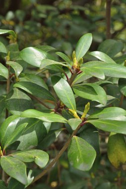 yeşil yapraklar, bitkiler ve yapraklar