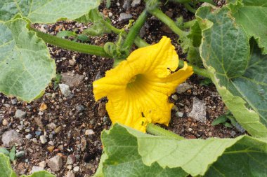 Bahçedeki sarı balkabağına yaklaş. Balkabağı bahçede..